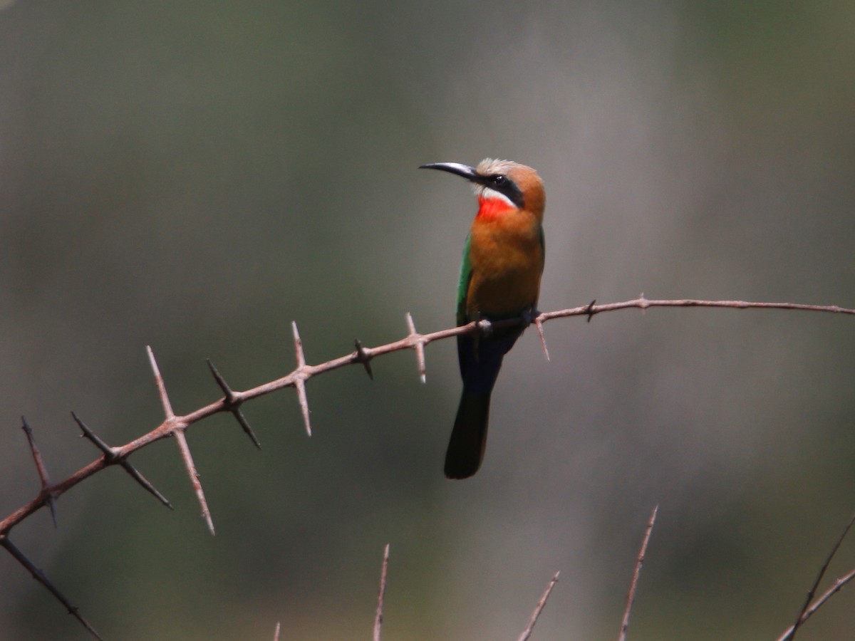 White-fronted Bee-eater - ML151727811