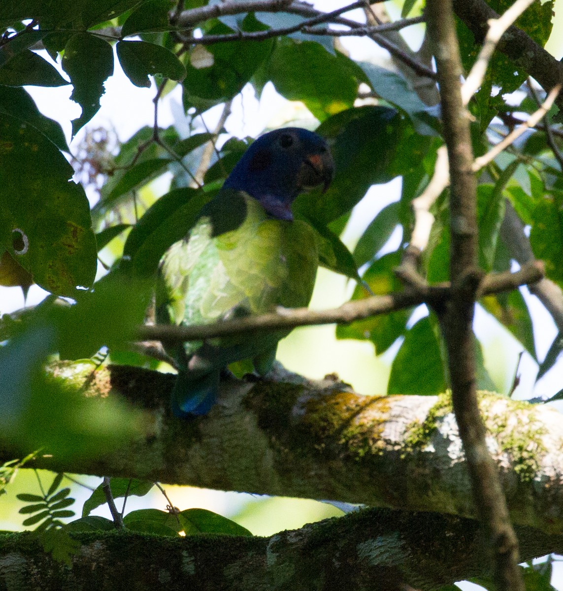 Blue-headed Parrot - Don Coons