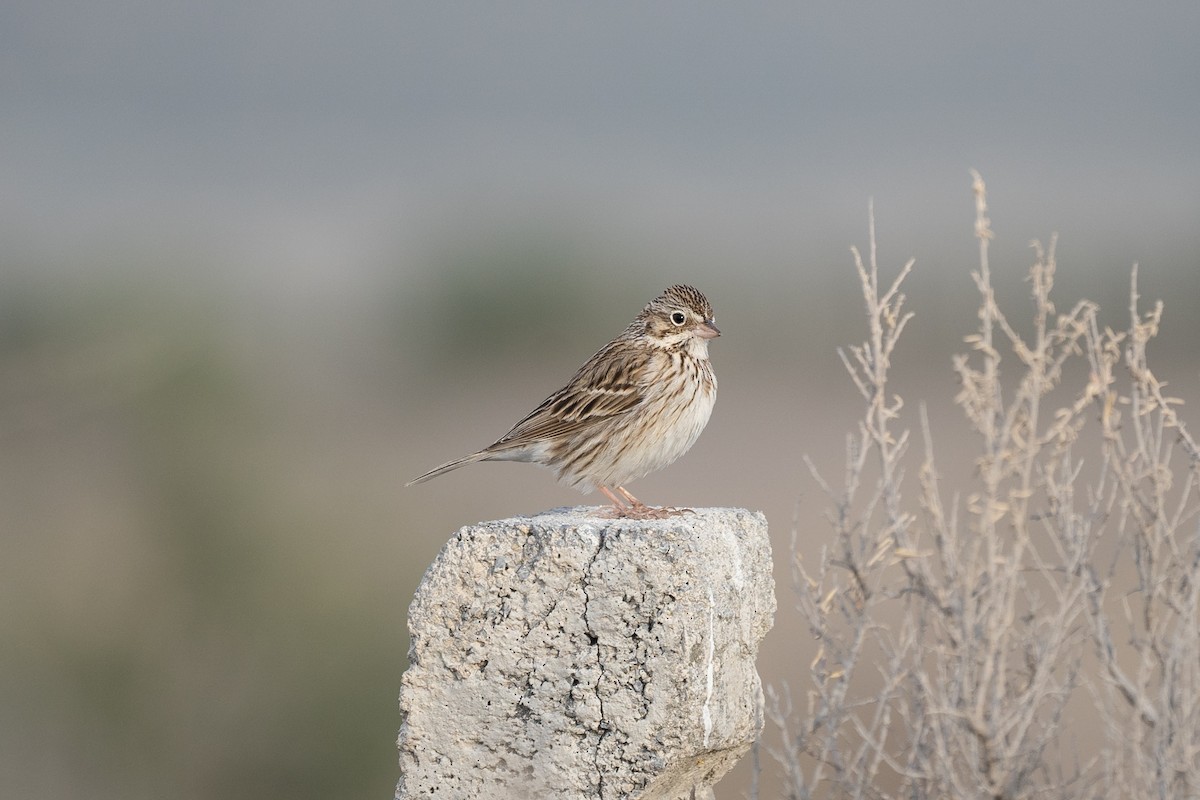 Vesper Sparrow - Patrick Van Thull