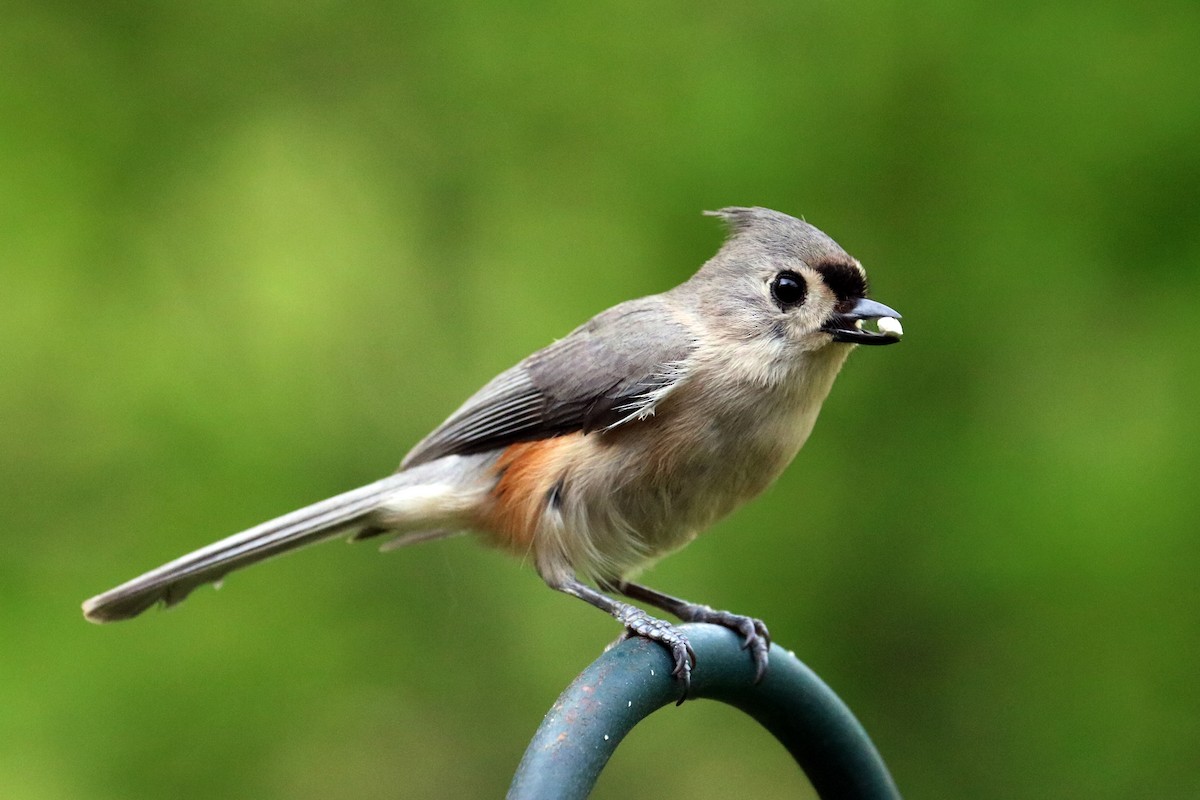 Tufted Titmouse - Colin Sumrall