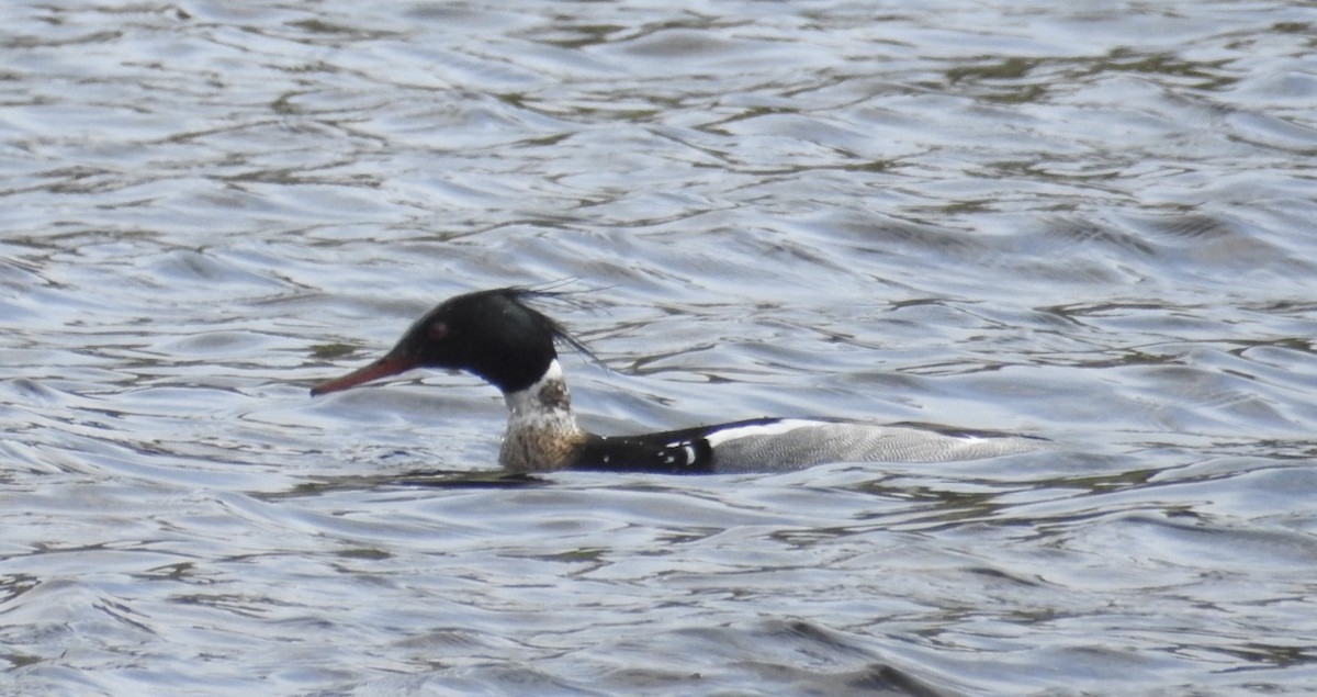 Red-breasted Merganser - Mike Coulson