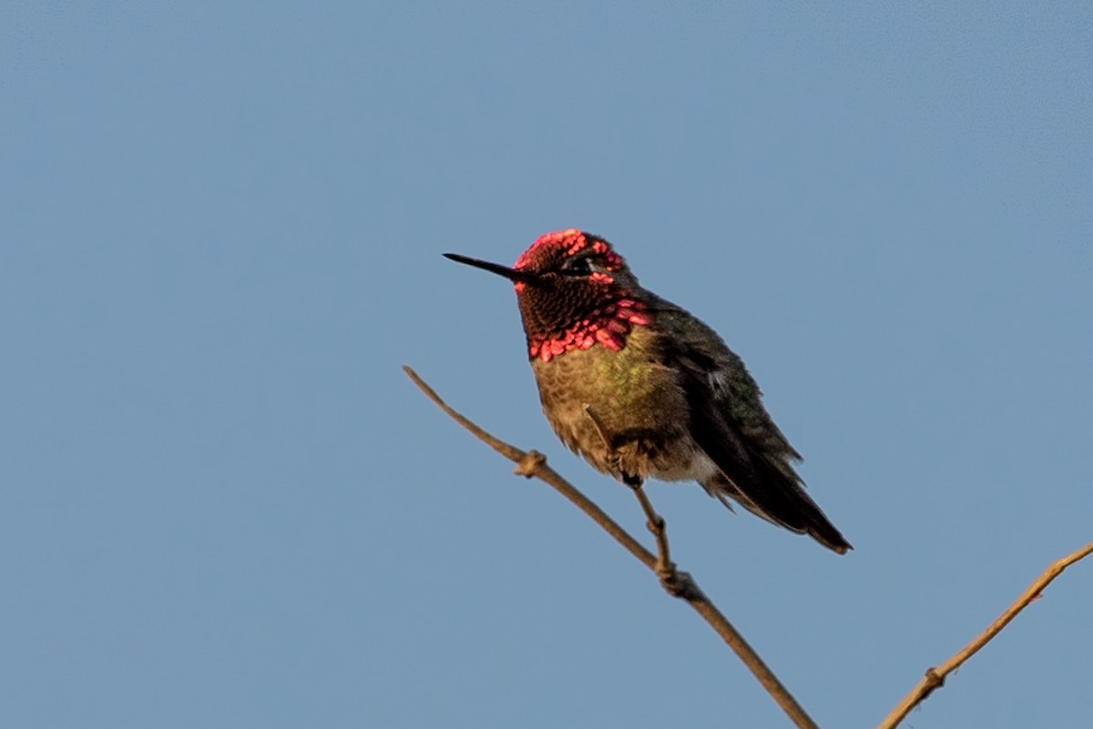 Anna's Hummingbird - ML151730501