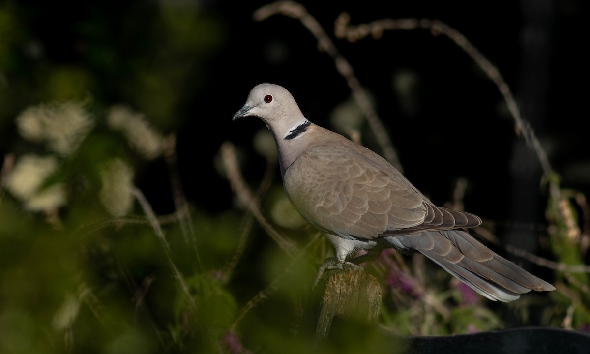 Eurasian Collared-Dove - ML151730601