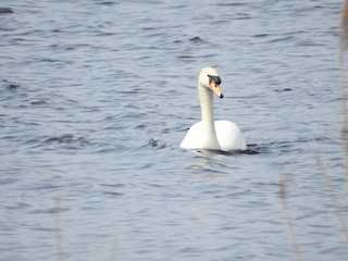 Mute Swan, ML151730871
