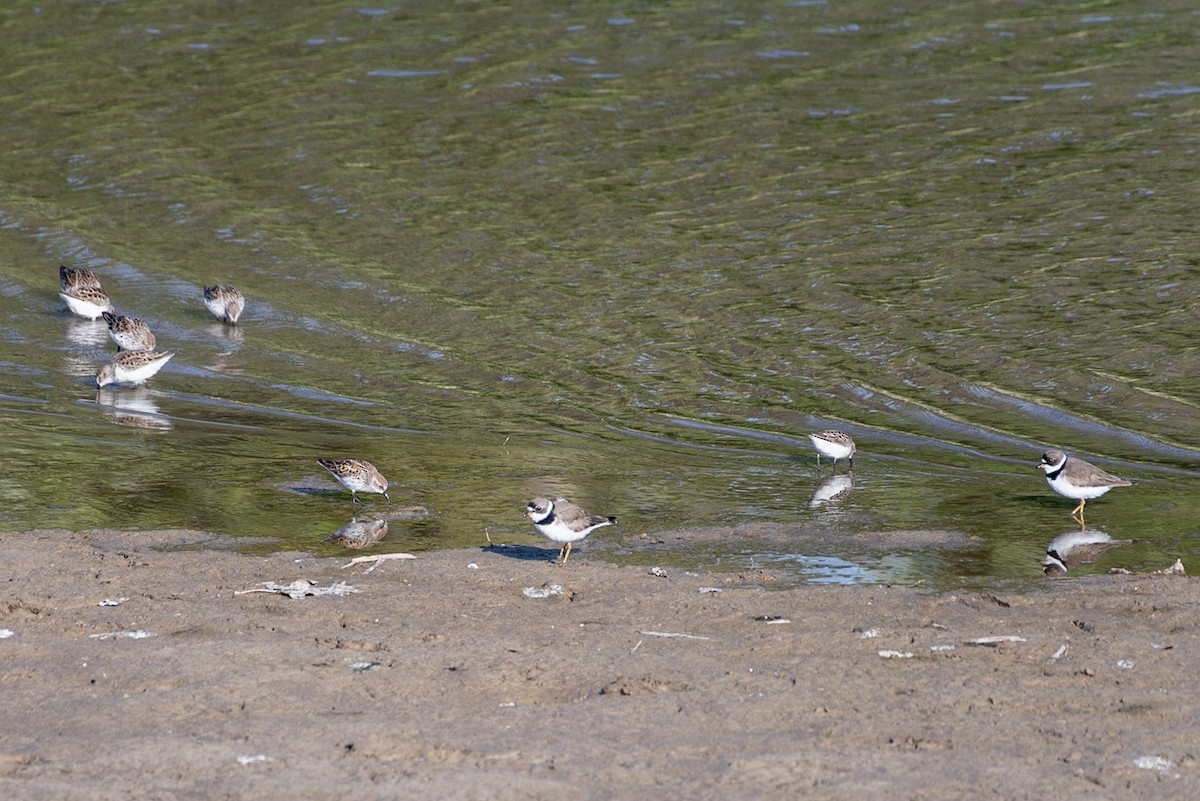 Semipalmated Plover - ML151731131