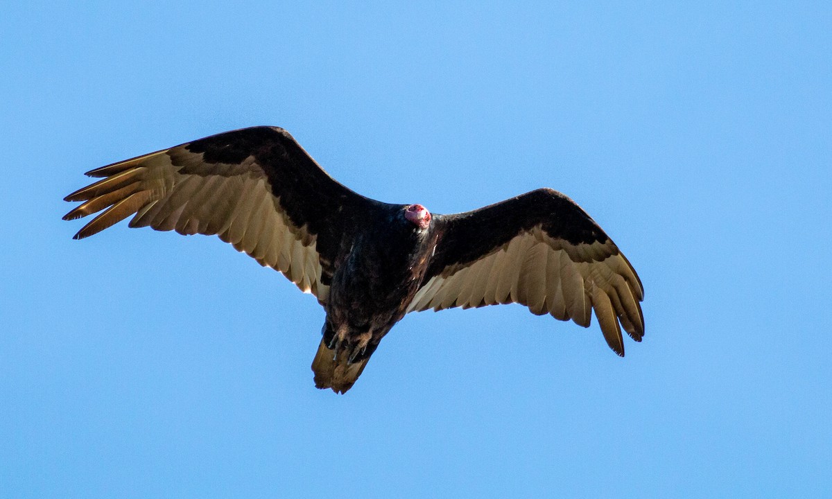 Turkey Vulture - ML151731341