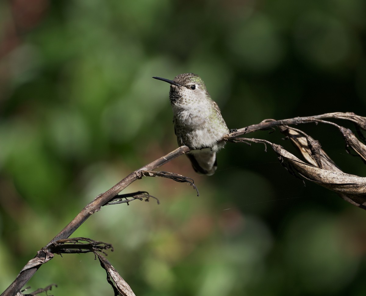 Anna's Hummingbird - Stefano Ianiro