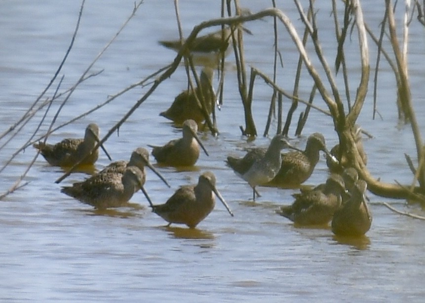 Long-billed Dowitcher - ML151731531