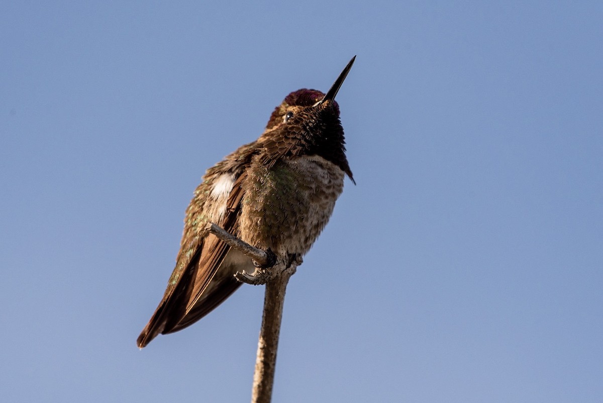 Anna's Hummingbird - ML151731891