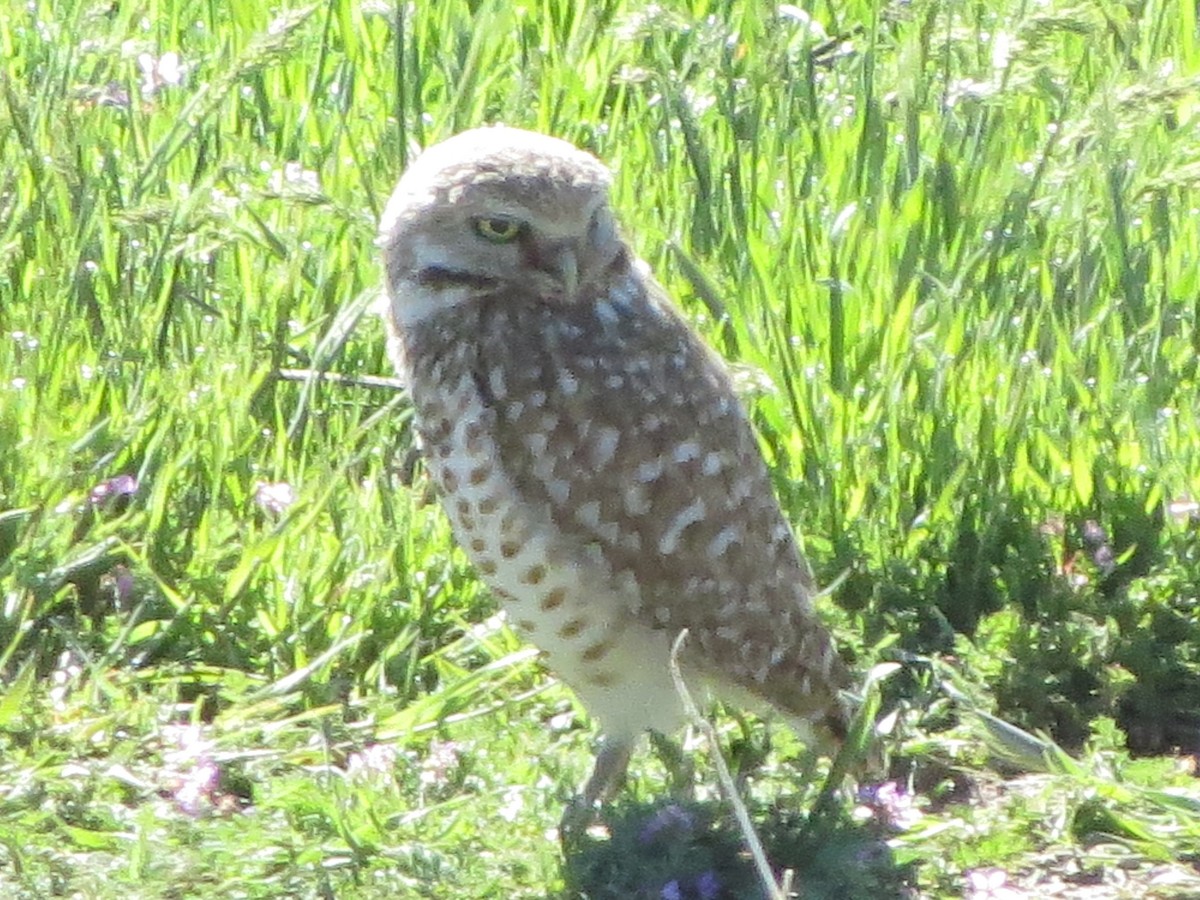 Burrowing Owl - Neldon Kunz
