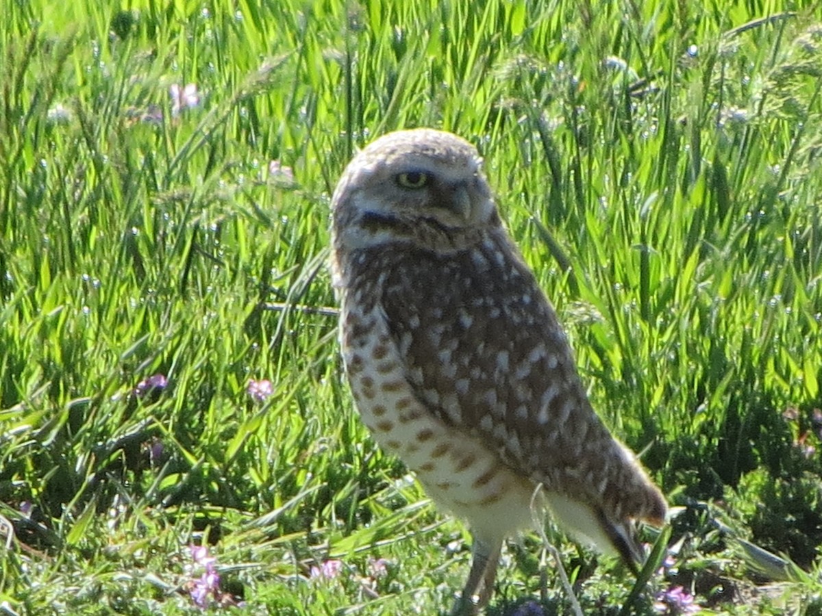 Burrowing Owl - Neldon Kunz