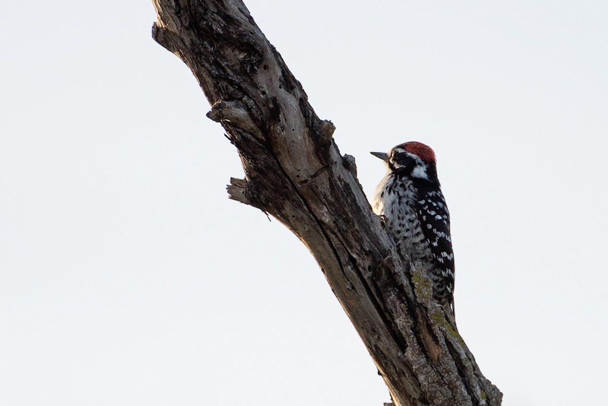 Nuttall's Woodpecker - ML151732221