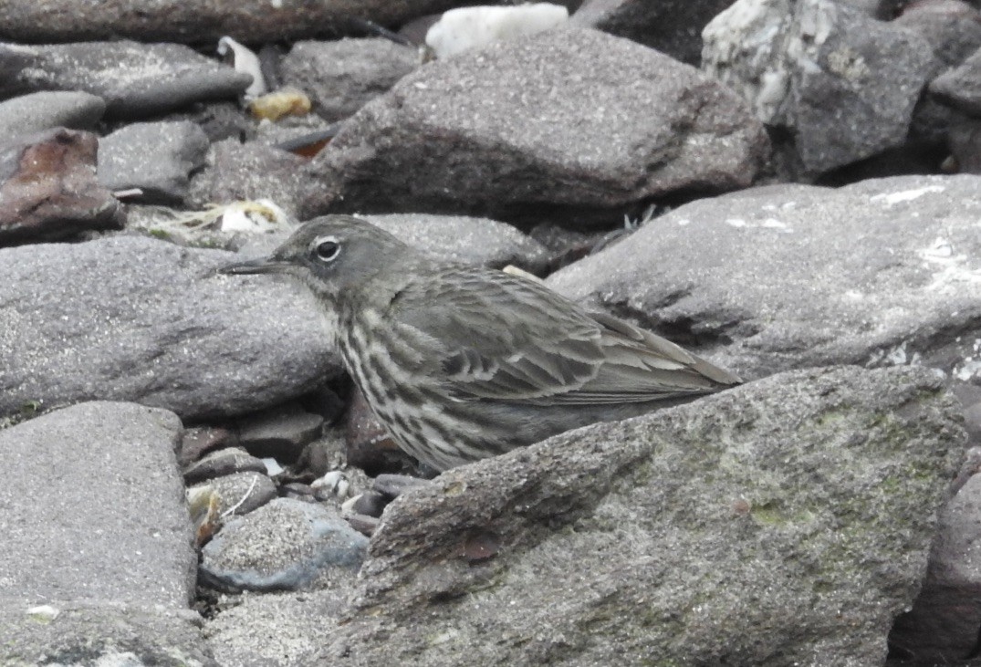 Rock Pipit - Mike Coulson