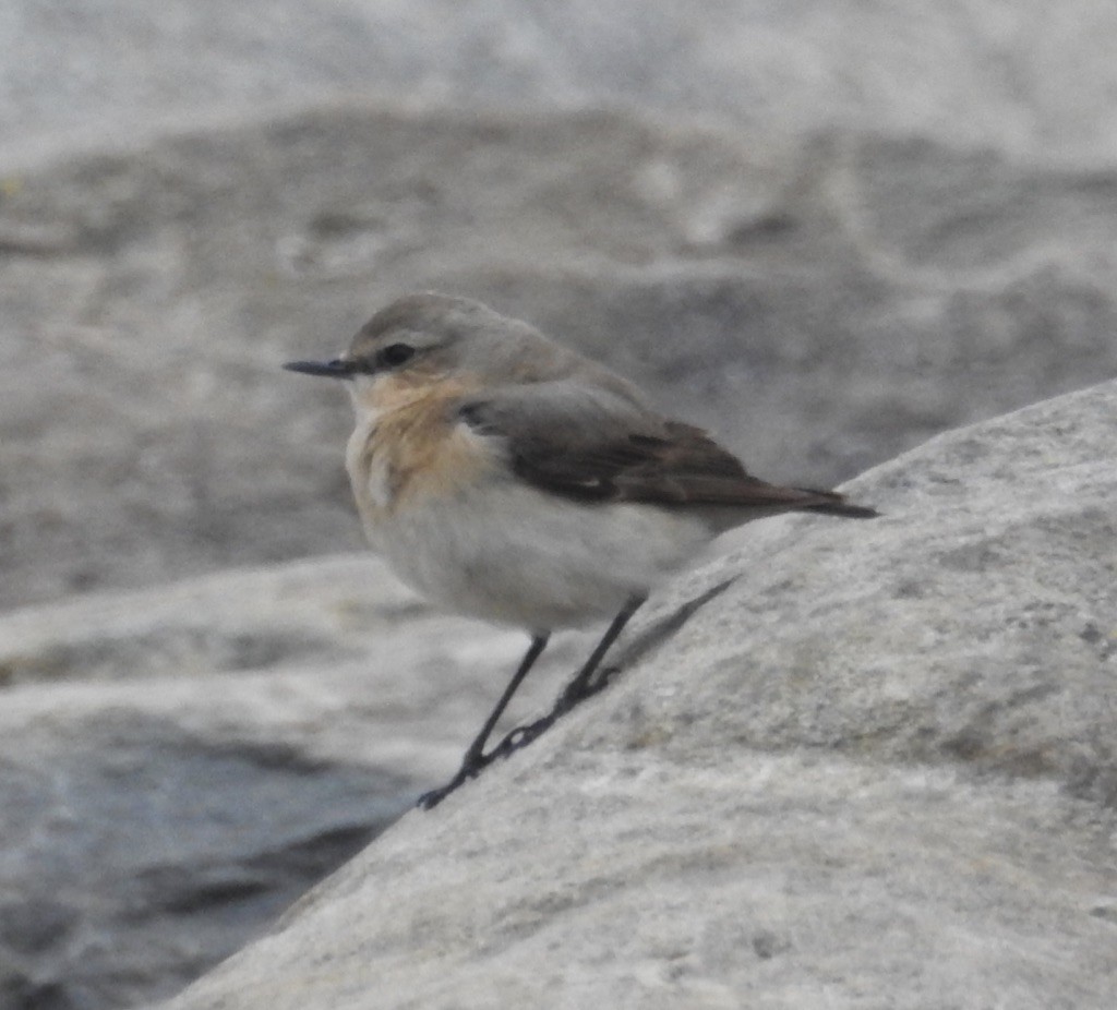 Northern Wheatear - Mike Coulson