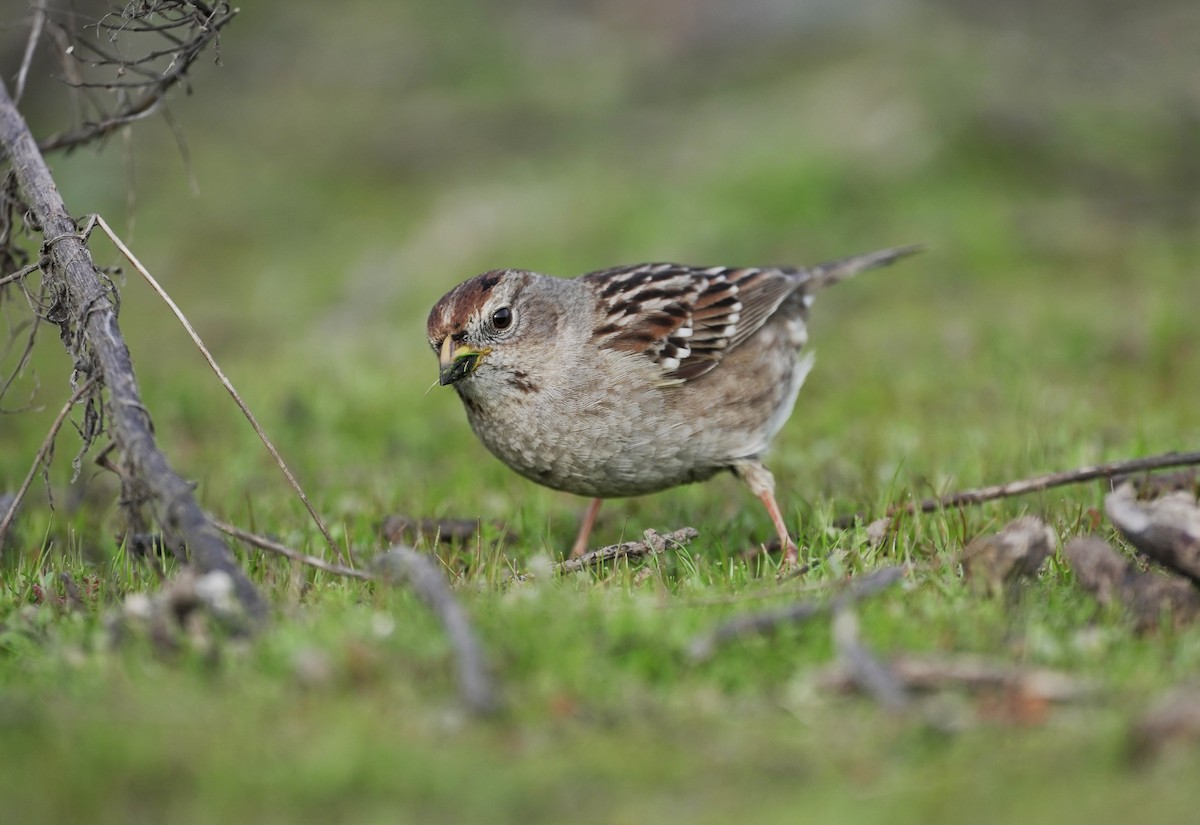 White-crowned Sparrow - Stefano Ianiro