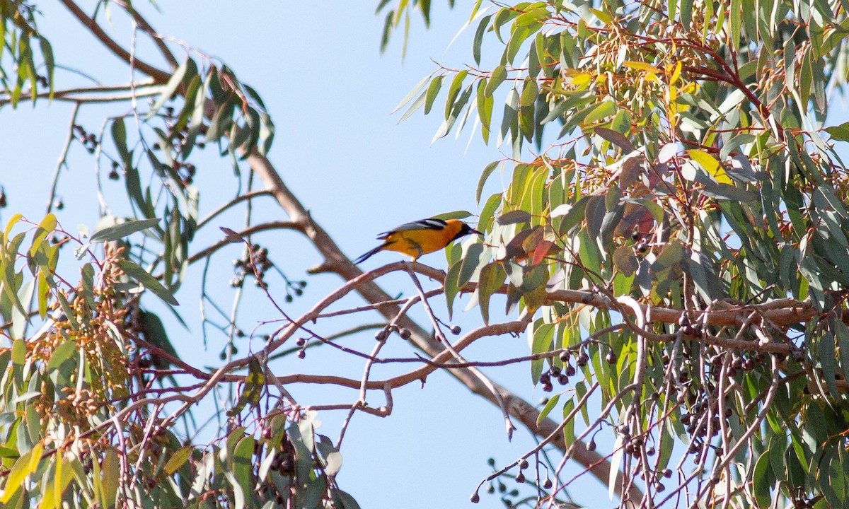 Hooded Oriole (nelsoni Group) - ML151734471