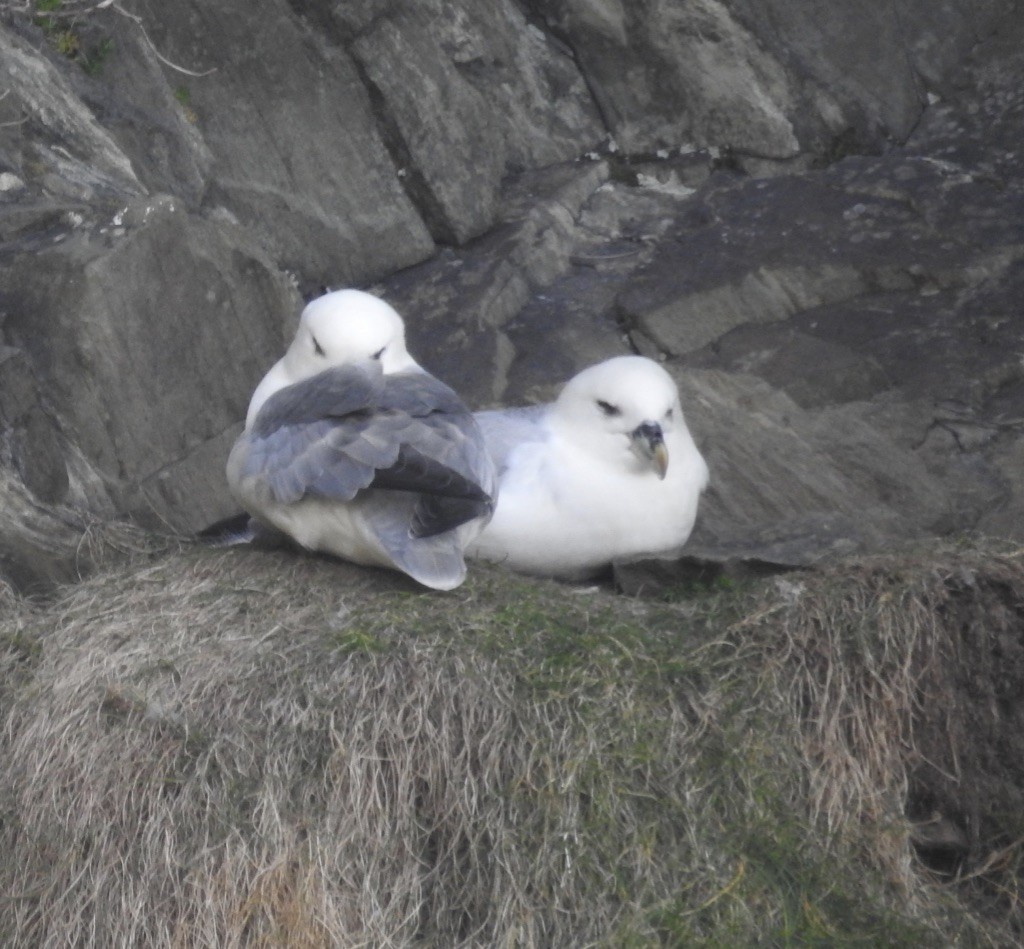 Northern Fulmar - Mike Coulson
