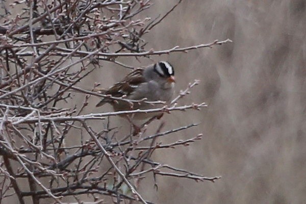 White-crowned Sparrow (Gambel's) - Greg Page
