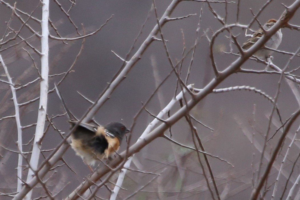 Spotted Towhee - Greg Page