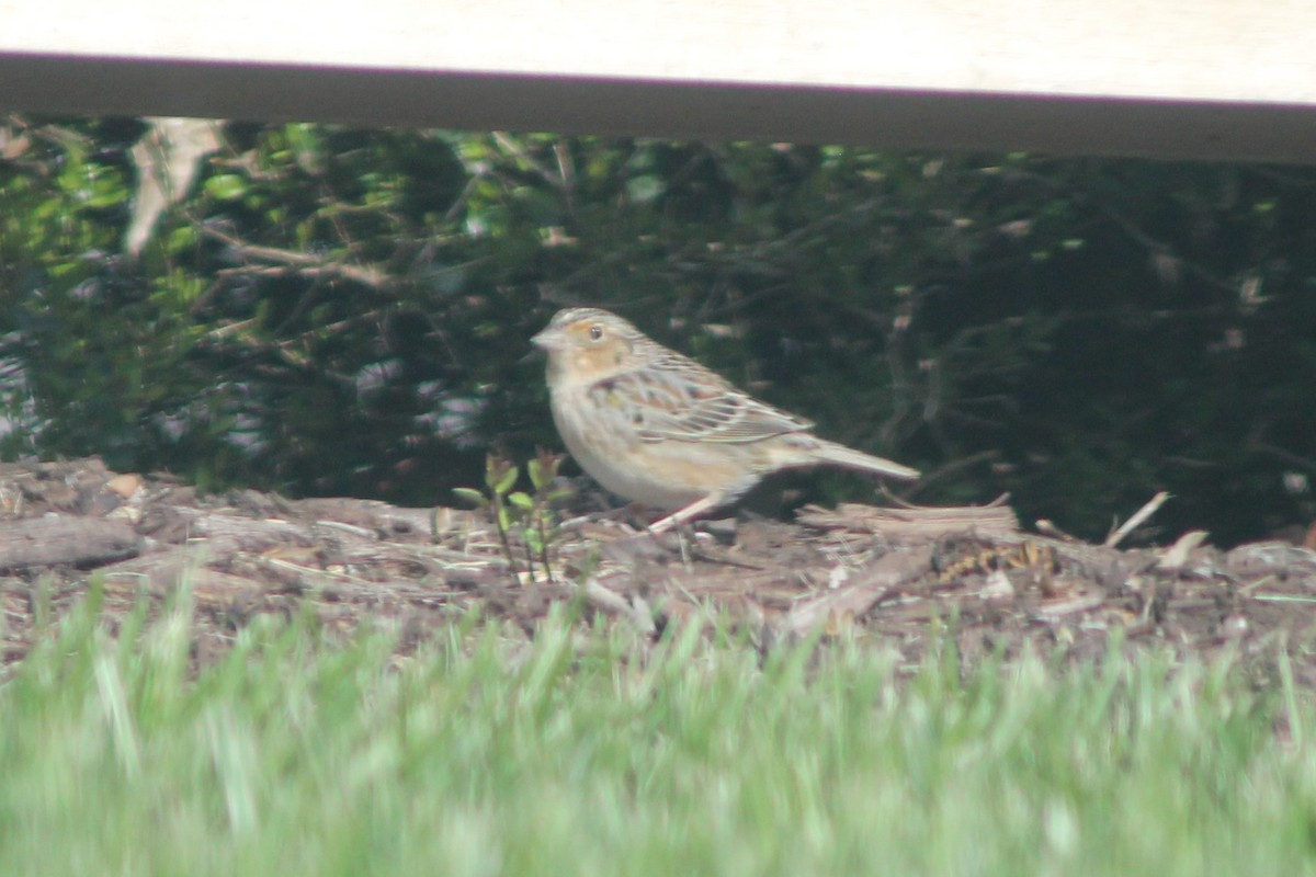 Grasshopper Sparrow - ML151737011