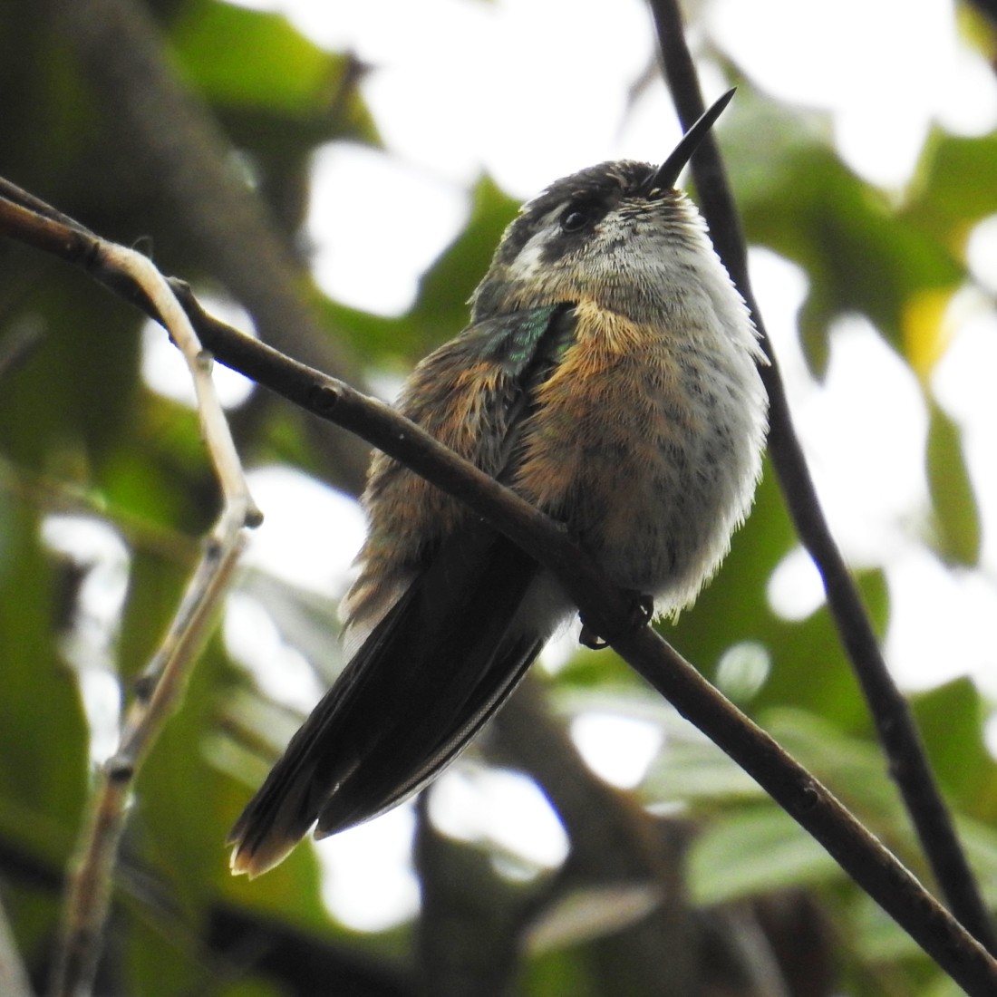 Speckled Hummingbird - Fernando Nunes