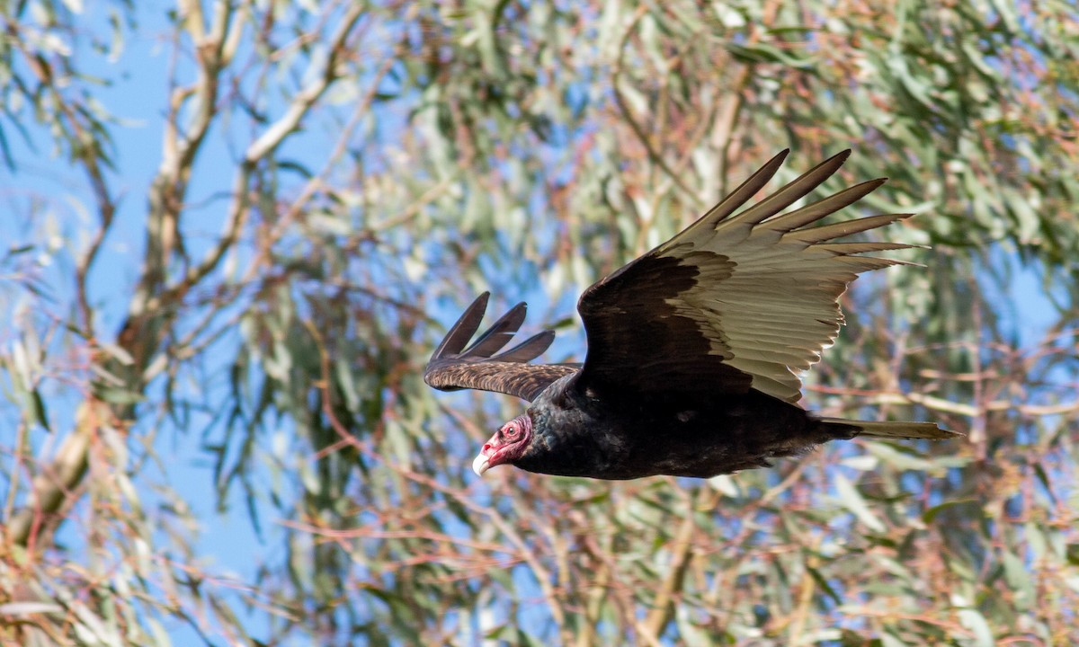 Turkey Vulture - Paul Fenwick