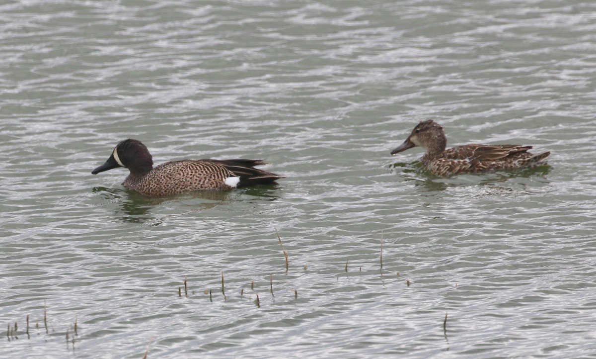 Blue-winged Teal - ML151737481