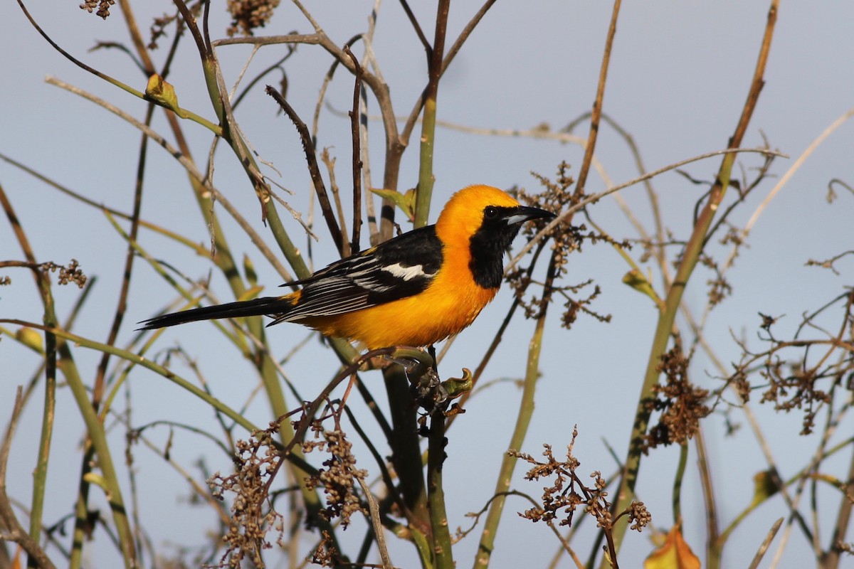 Hooded Oriole - Chris Wiley