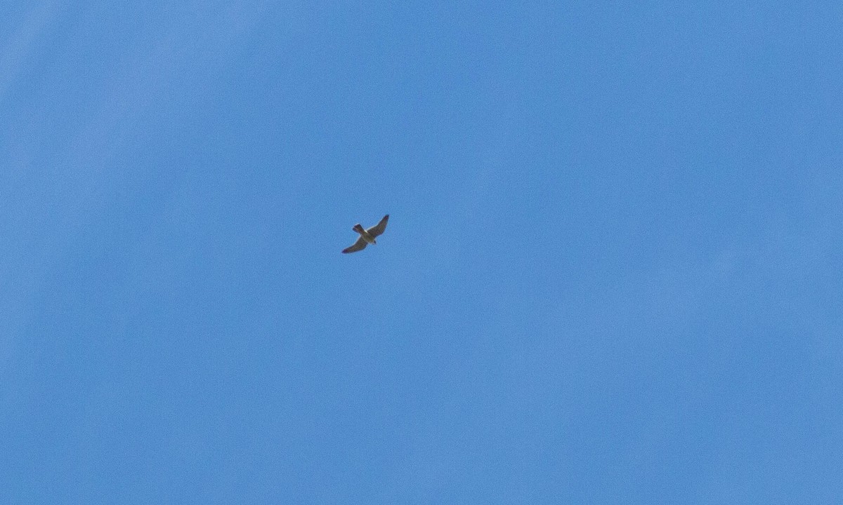 Peregrine Falcon (North American) - ML151738591