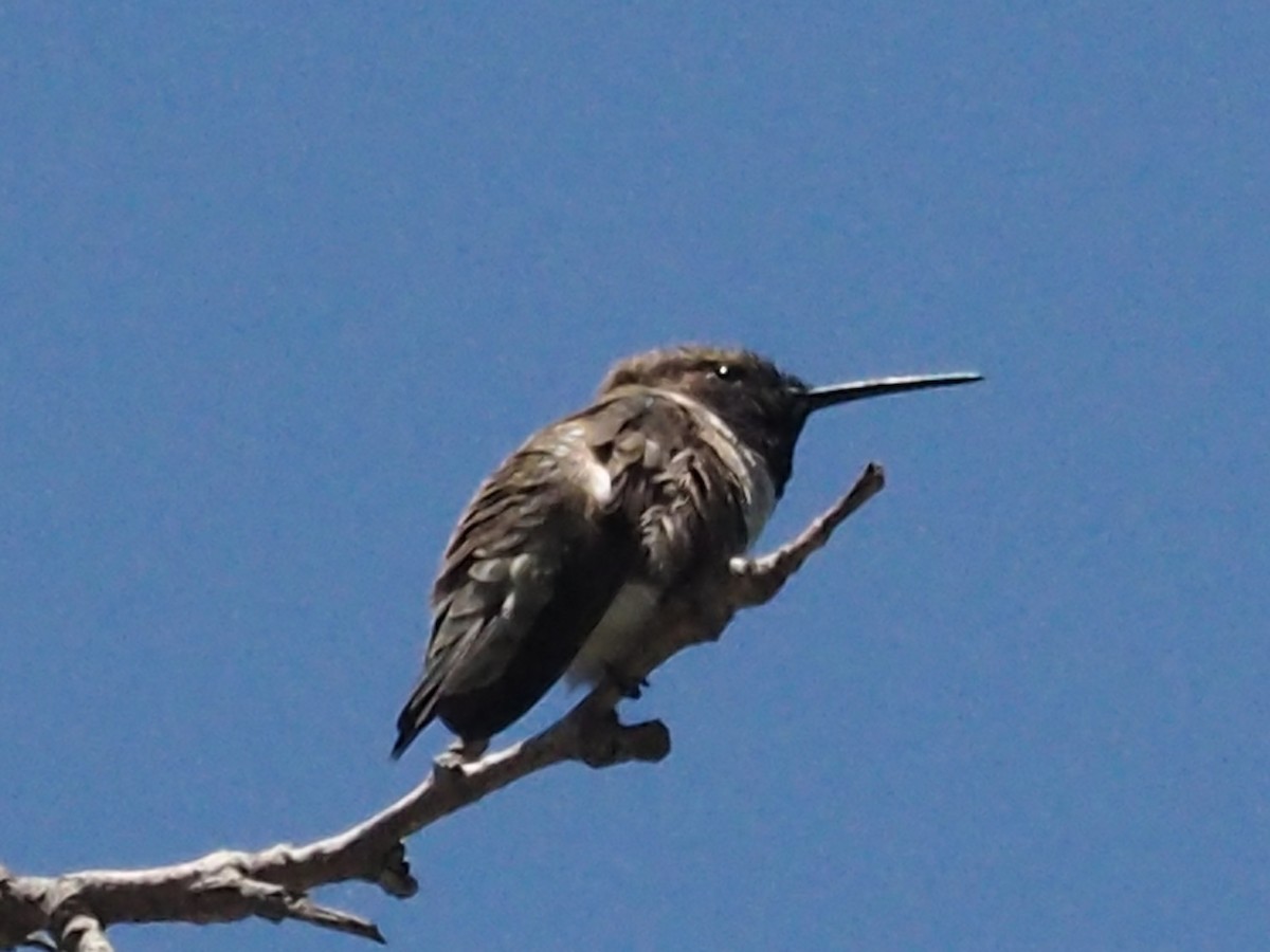 Black-chinned Hummingbird - Merryl Edelstein