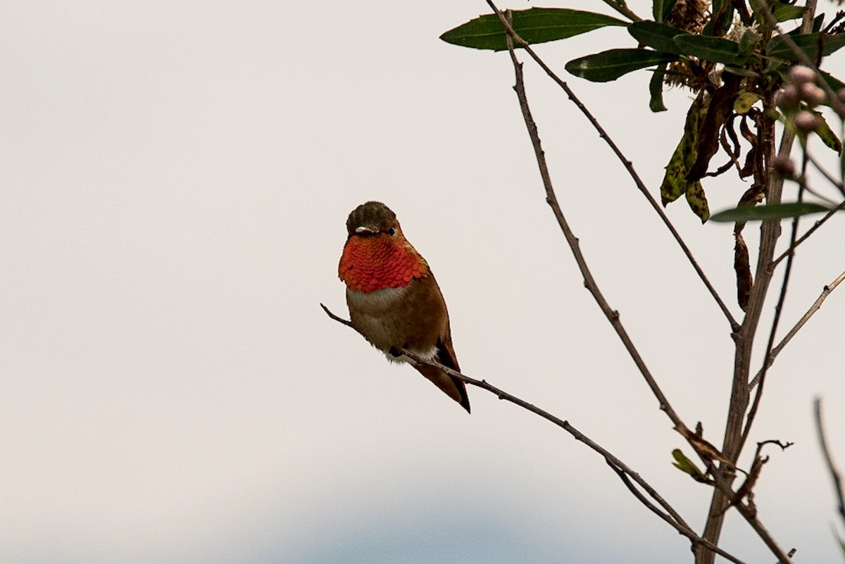 Allen's Hummingbird - Andrea C