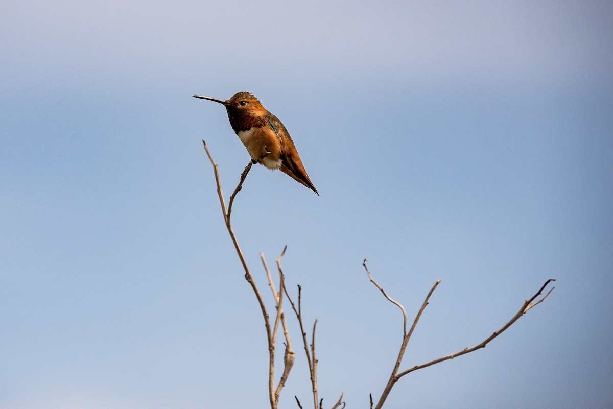 Allen's Hummingbird - ML151739281