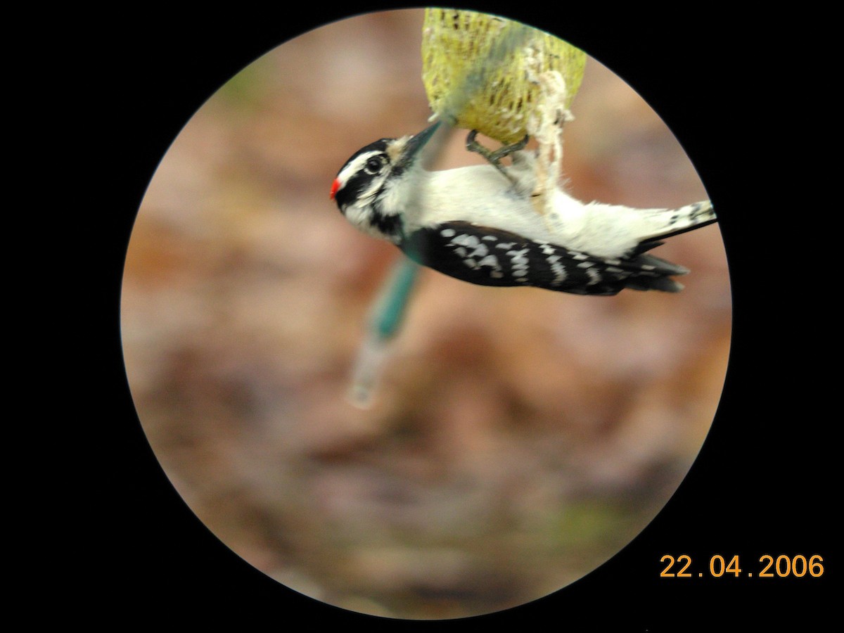 Hairy Woodpecker (Eastern) - Burke Korol