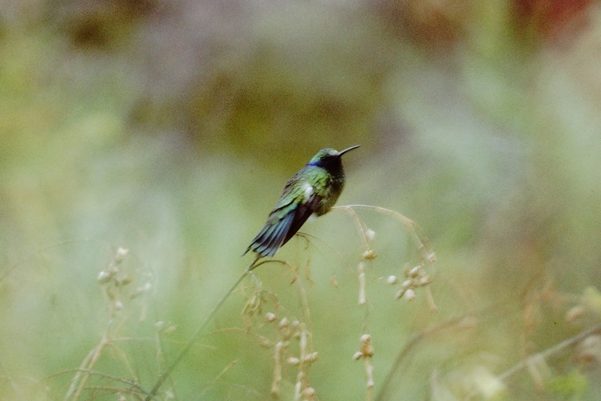 kolibřík modrolící - ML151740631