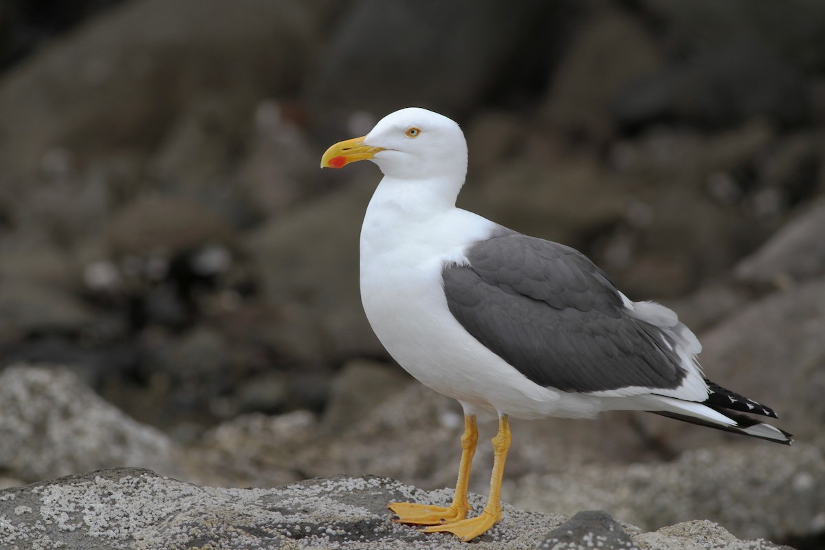 Yellow-footed Gull - Chris Wiley