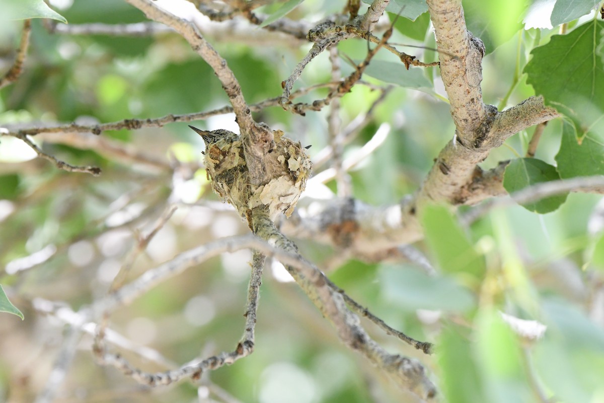 Anna's Hummingbird - ML151740841