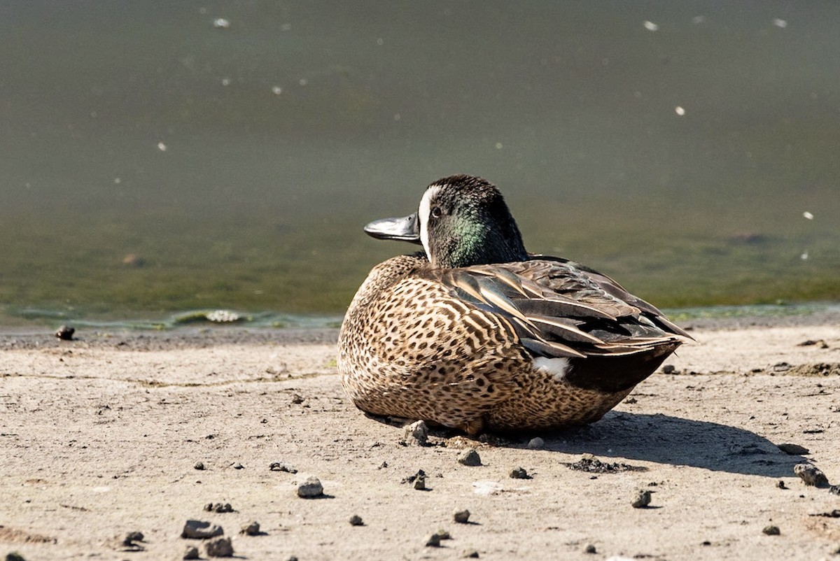 Blue-winged Teal - ML151741311