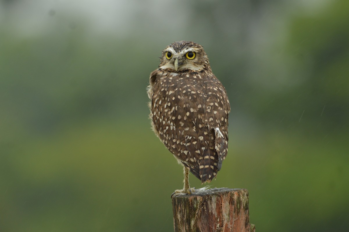 Burrowing Owl - Fabio Barata