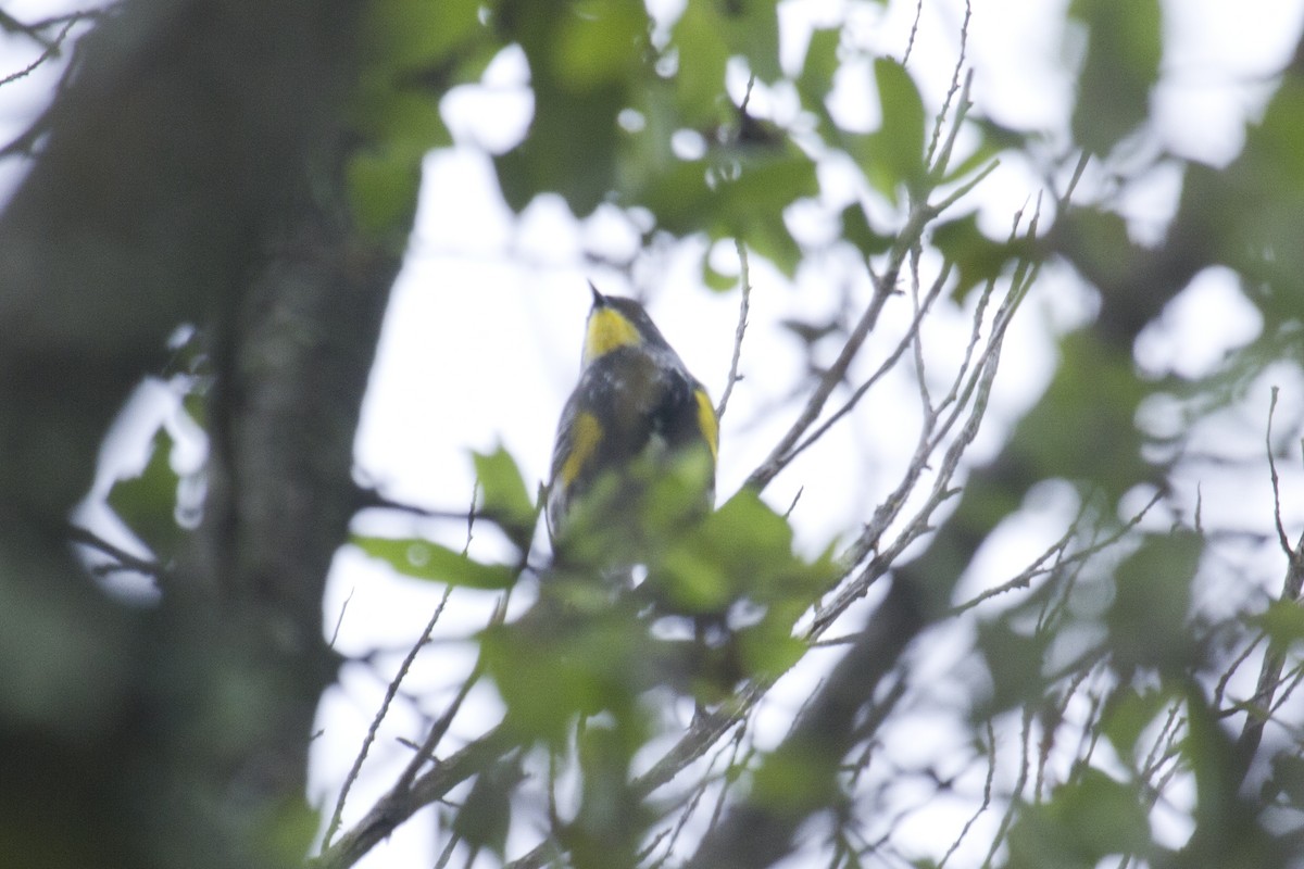 Yellow-rumped Warbler (Audubon's) - Liam Wolff