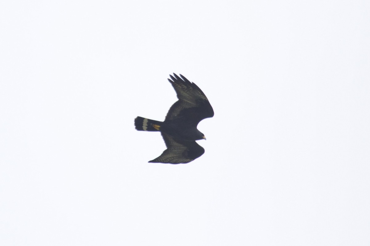 Zone-tailed Hawk - ML151741971