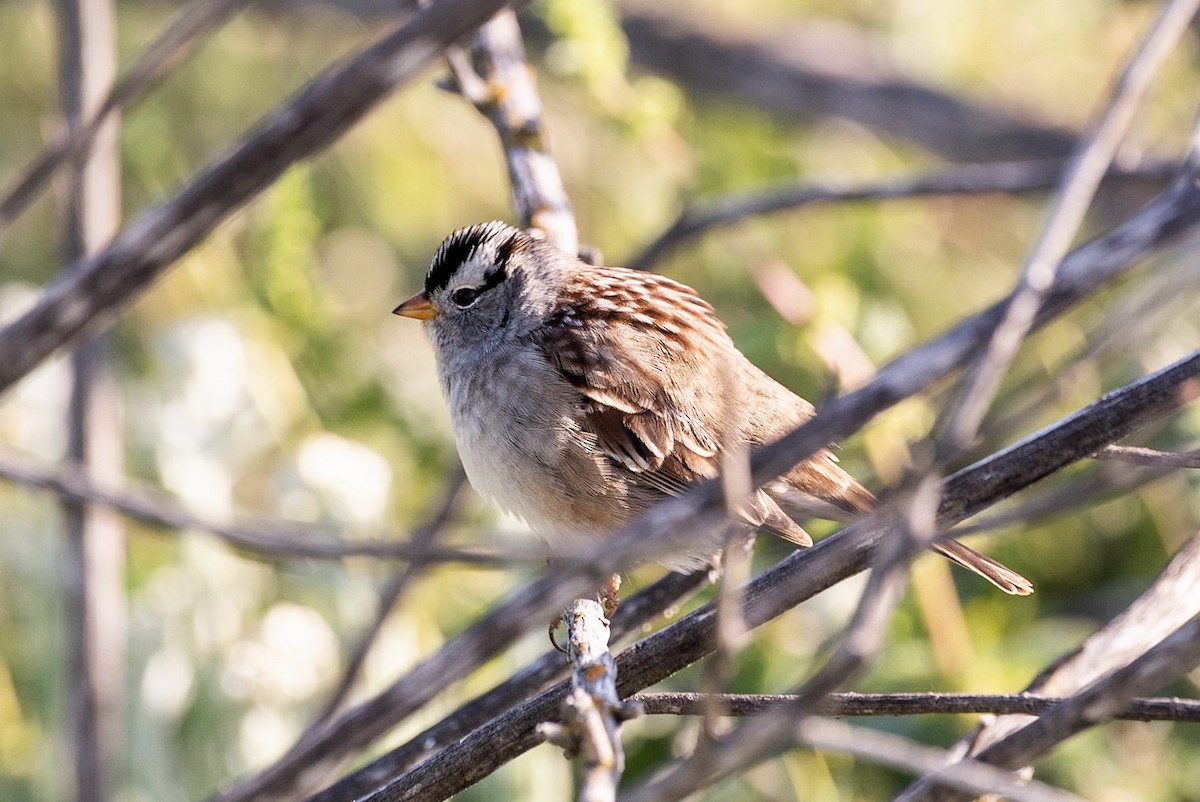 White-crowned Sparrow - ML151742051