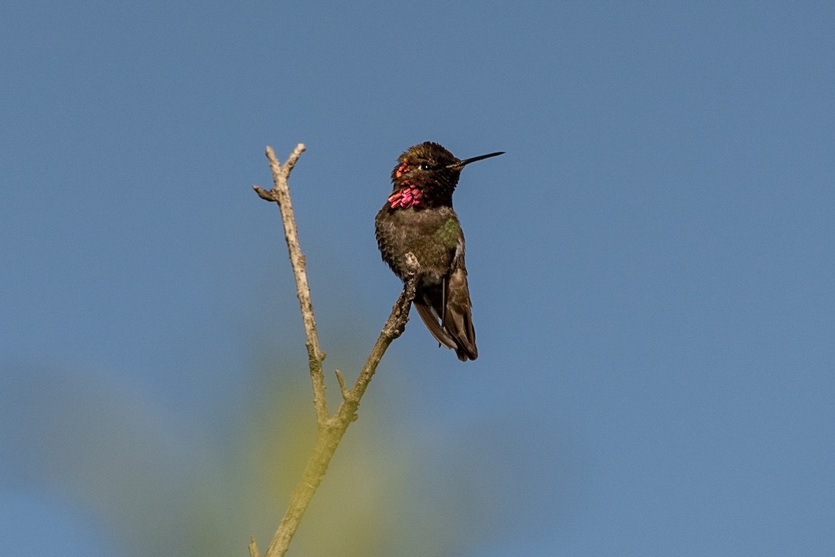 Anna's Hummingbird - Andrea C