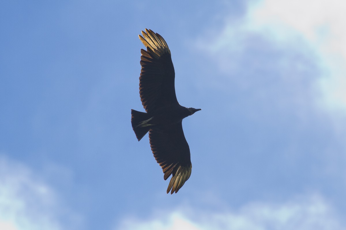 Black Vulture - ML151742461