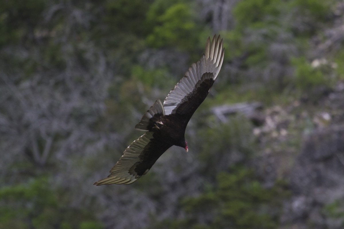 Turkey Vulture - ML151742551