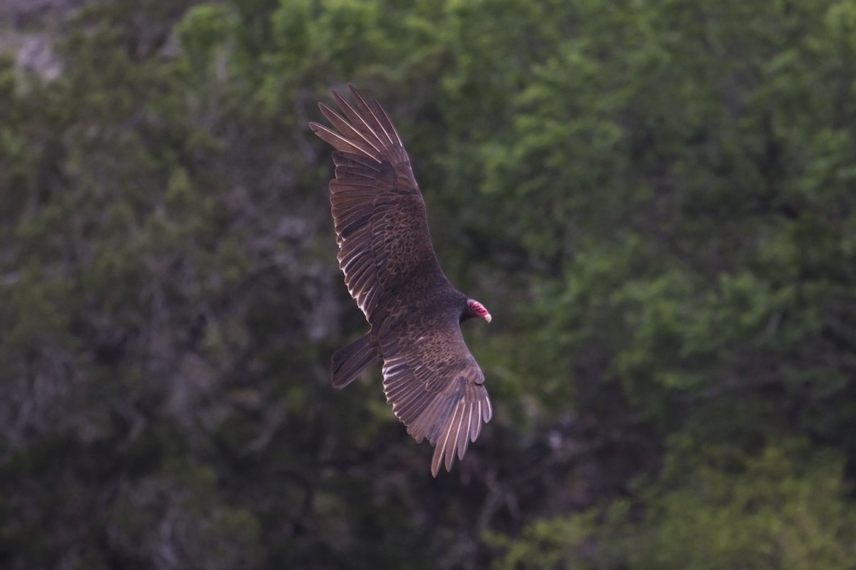 Turkey Vulture - ML151742561