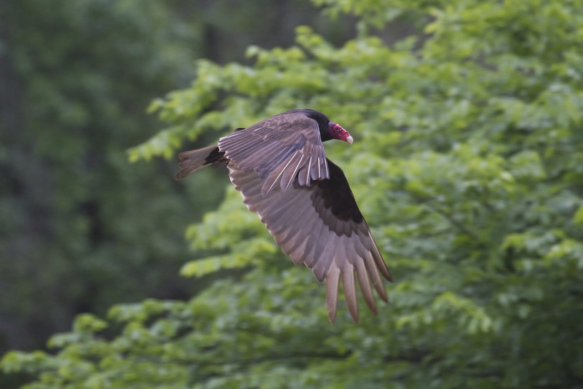 Turkey Vulture - ML151742591