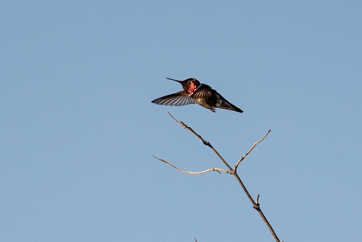 Anna's Hummingbird - ML151743591