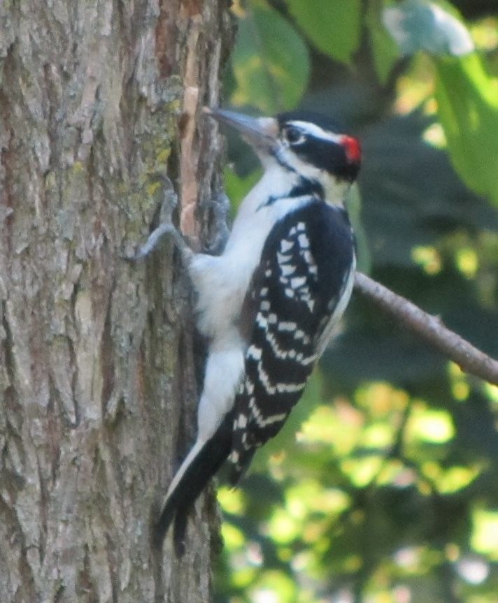 Hairy Woodpecker (Eastern) - Burke Korol
