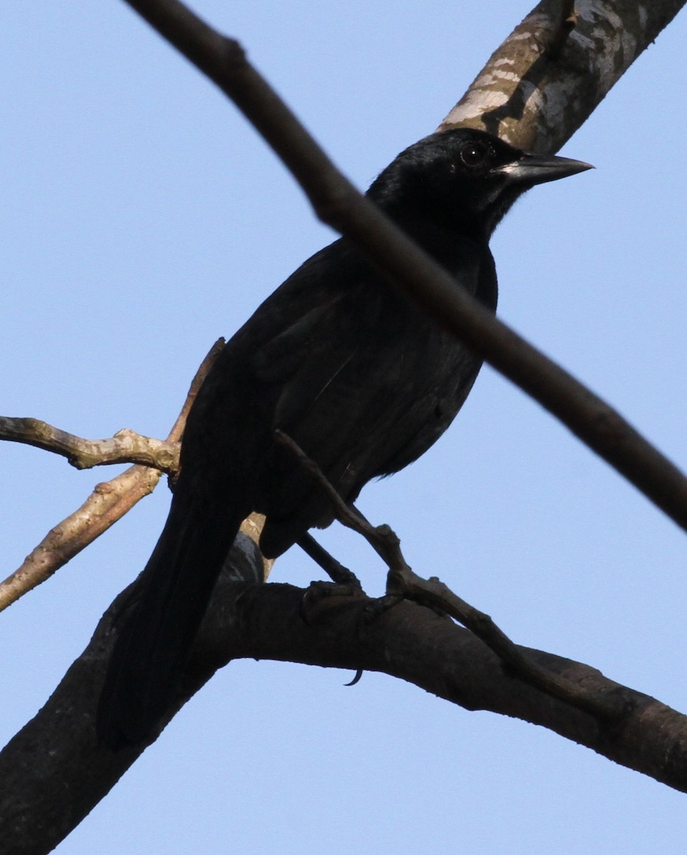 Melodious Blackbird - Don Coons