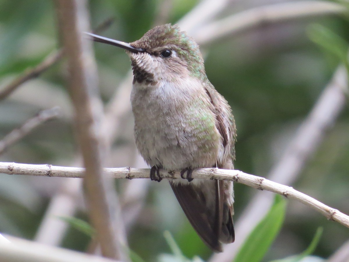 Anna's Hummingbird - ML151744481